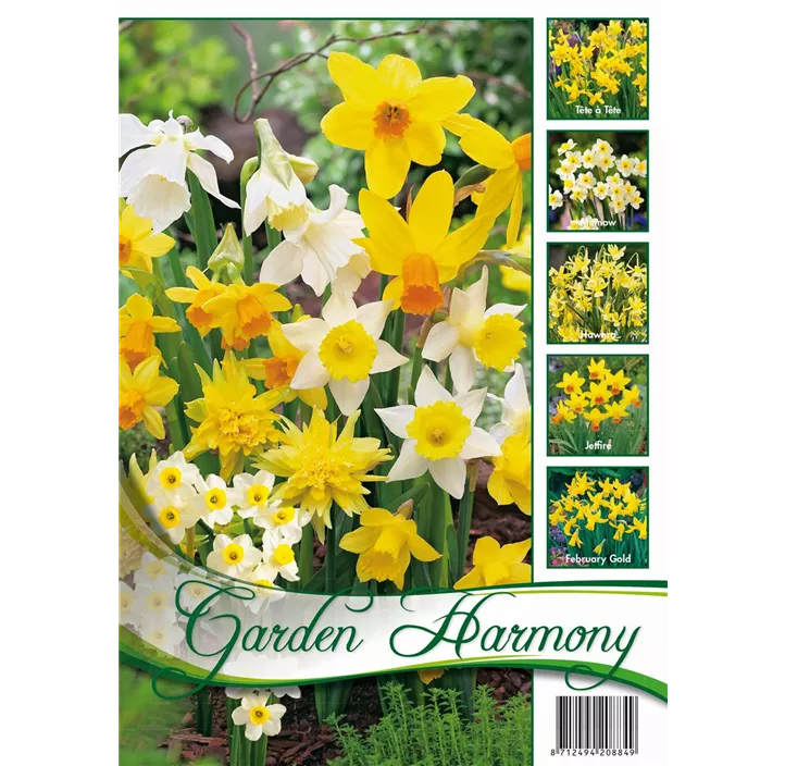 Mischung Narcissus Garden Harmony