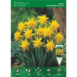 Narcissus Rip van Winkle