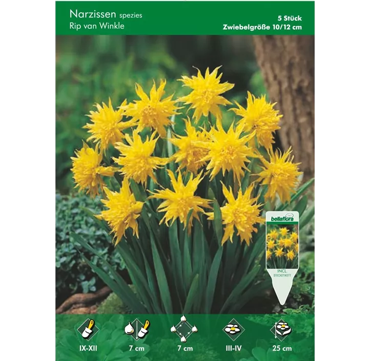 Narcissus Rip van Winkle