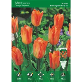 Tulipa Fosteriana Orange Emperor