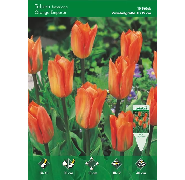 Tulipa Fosteriana Orange Emperor