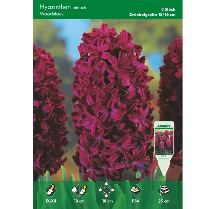 Hyacinthus Woodstock