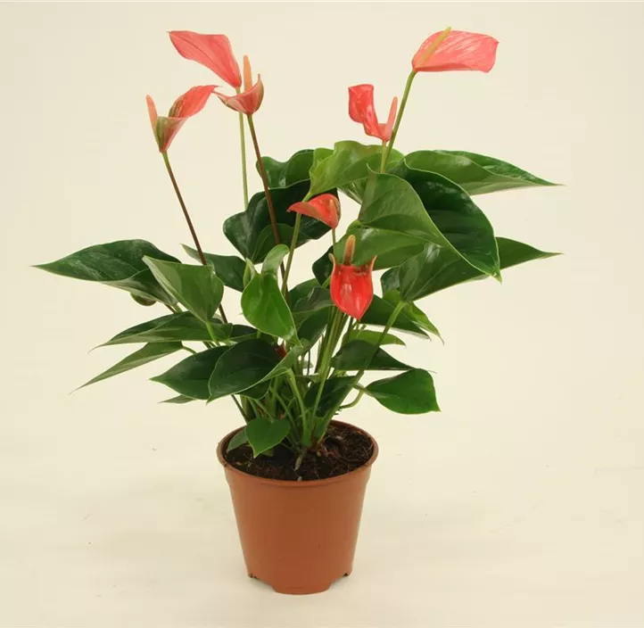 Flamingoblume 'Spirit'