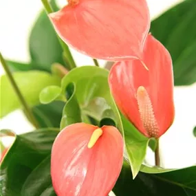 Anthurium andreanum Spirit