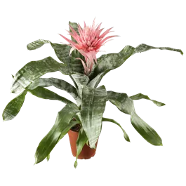 Aechmea fasciata Primera