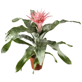 Aechmea fasciata Primera