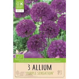 Allium aflatunense Purple Sensation BIO