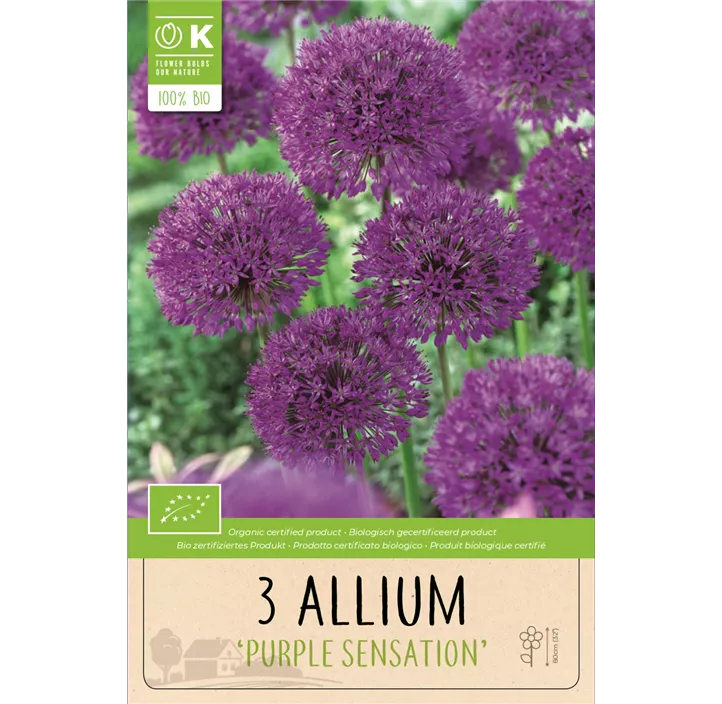 Allium aflatunense Purple Sensation BIO