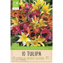 Botanische Tulpen Mischung BIO