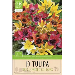 Botanische Tulpen Mischung BIO