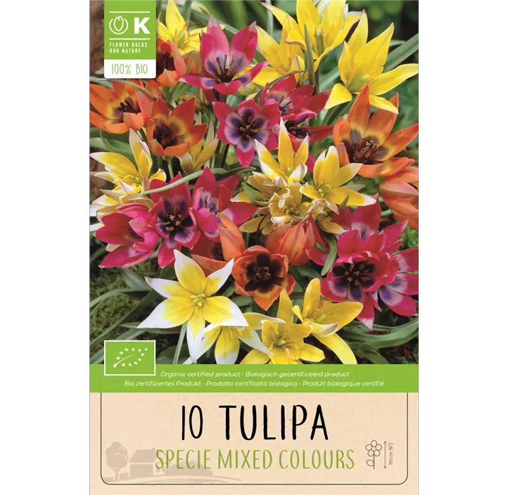 Botanische Tulpen Mischung BIO