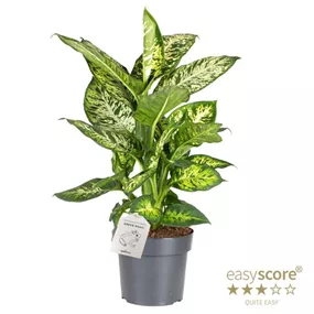 Dieffenbachia 'Subliem'