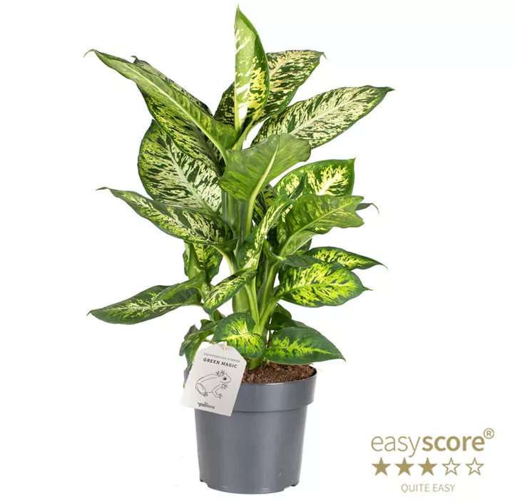 Dieffenbachia