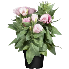 Eustoma grandiflorum-Lisianthus