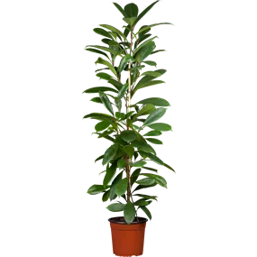 Ficus altissima