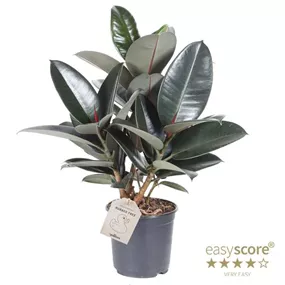 Ficus elastica Abidjan Tuff