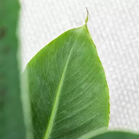 Musa Oriental Dwarf