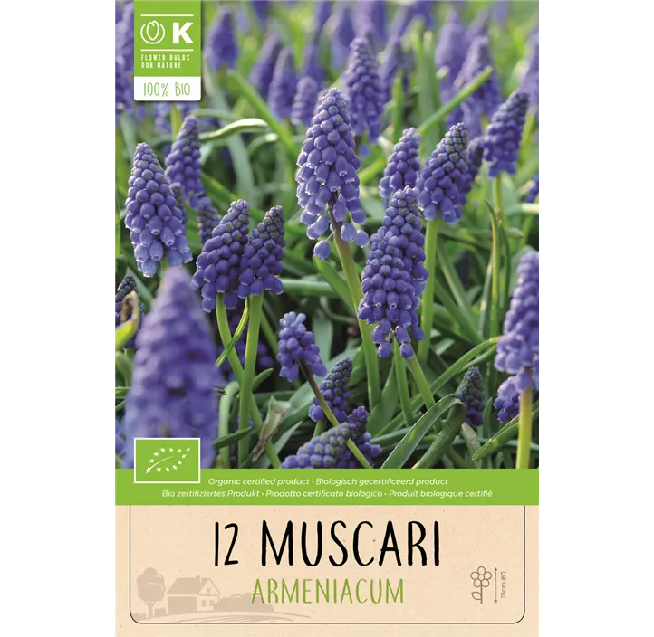 Muscari armeniacum BIO