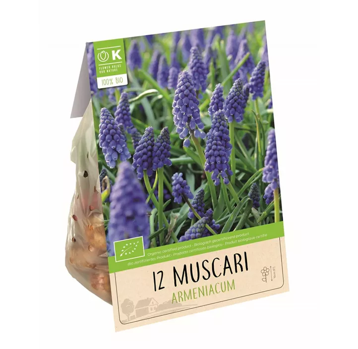 Muscari armeniacum BIO