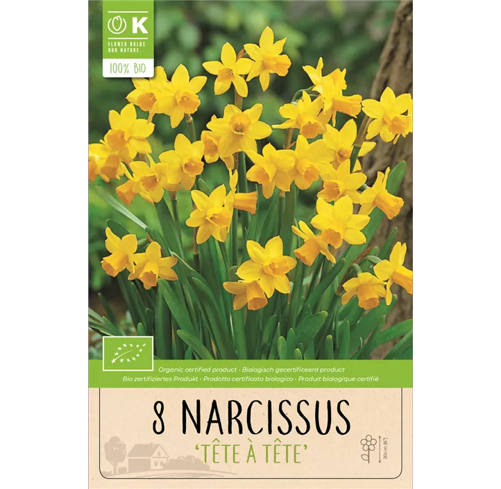 Narcissus Botanical Tête á Tête BIO