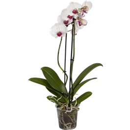 Phalaenopsis Hybride 'Red Lip'