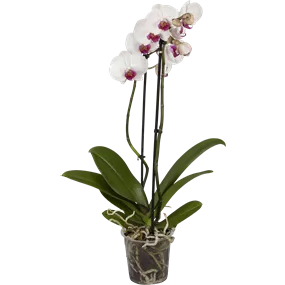 Phalaenopsis Hybride 'Red Lip'