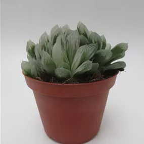 Haworthia Cooperi Var. pilifera 'Silver Swirl'