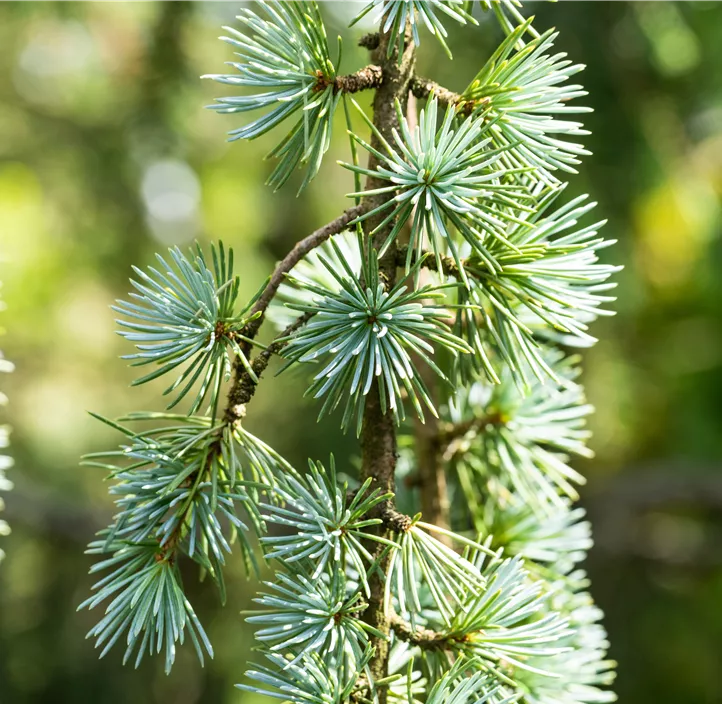 Blaue Atlaszeder 'Glauca'