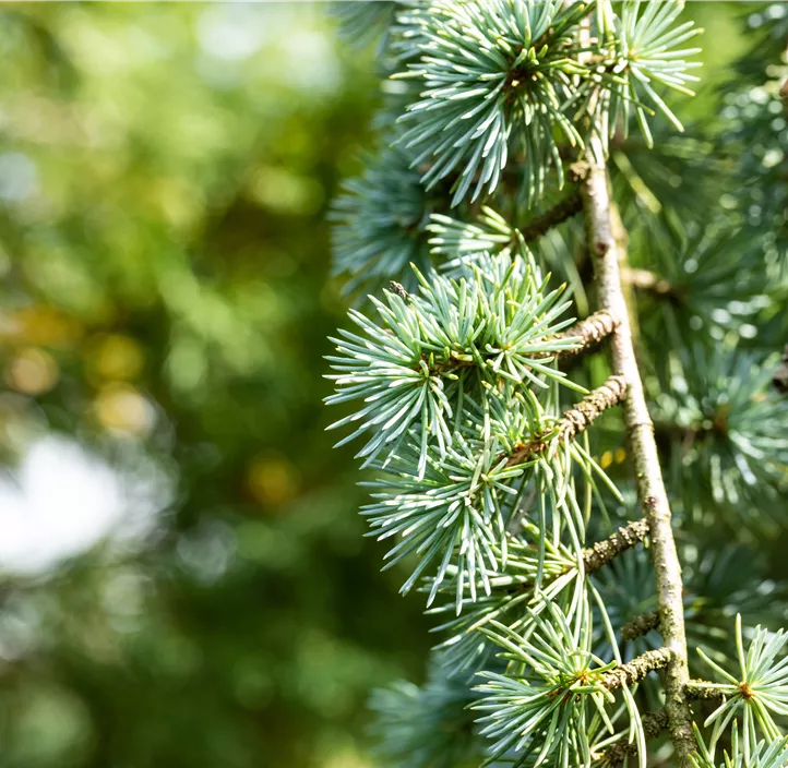 Blaue Atlaszeder 'Glauca'