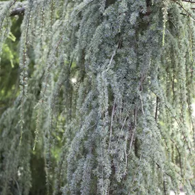 Cedrus atlantica glauca pendula, 125 - 250 cm