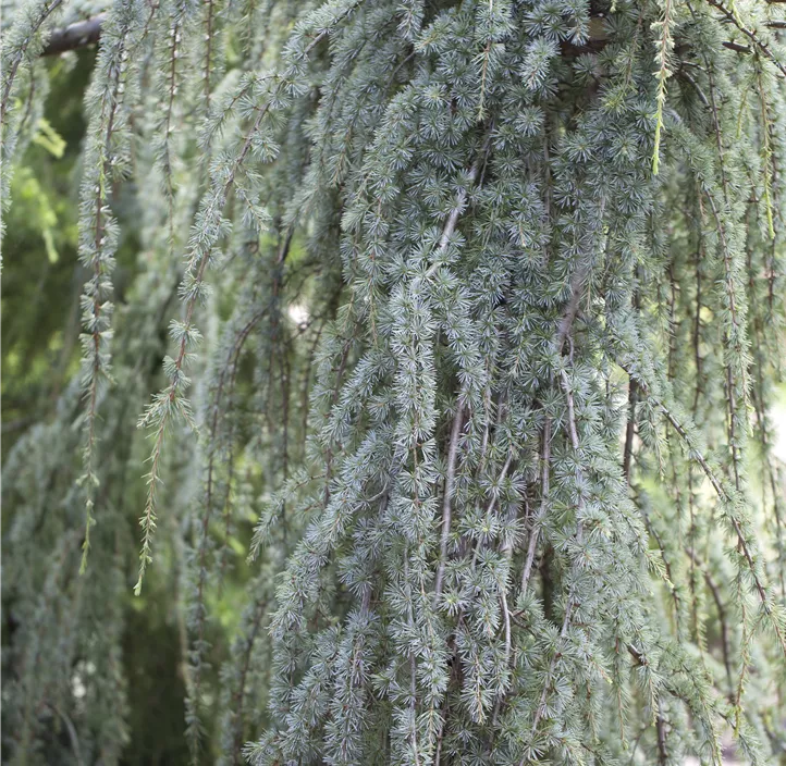 Hängende Blauzeder 'Glauca Pendula' Spalierform