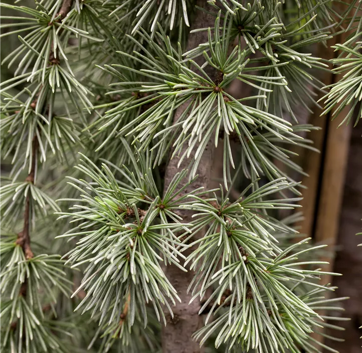 Hängende Blauzeder 'Glauca Pendula'