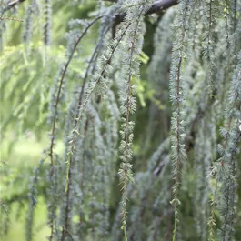 Cedrus atlantica Glauca Pendula, 45l Topf