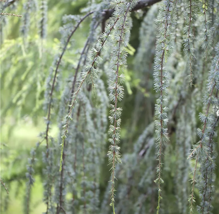 Hängende Blauzeder 'Glauca Pendula'