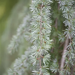 Cedrus atlantica glauca pendula Spalierform