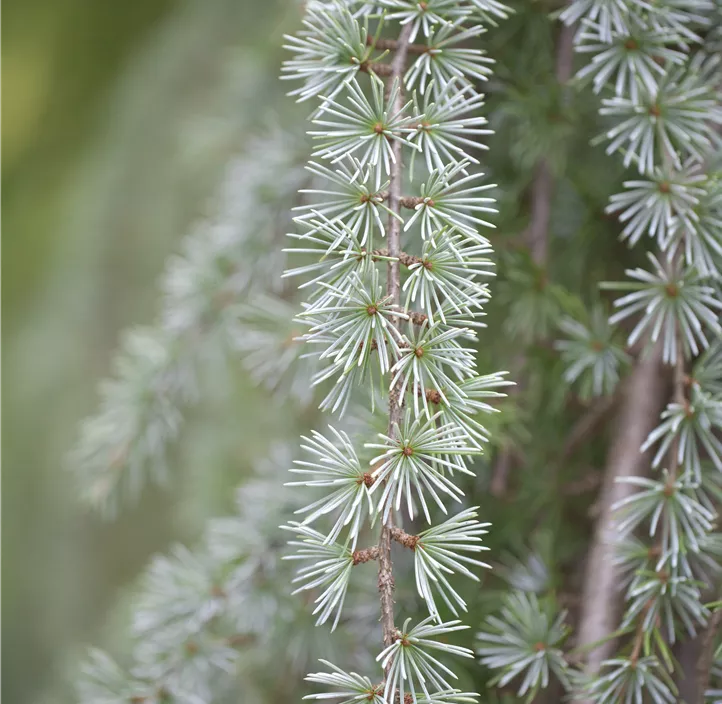 Hängende Blauzeder 'Glauca Pendula'