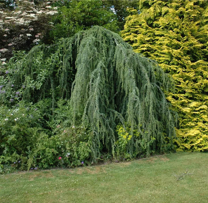 Hängende Blauzeder 'Glauca Pendula'