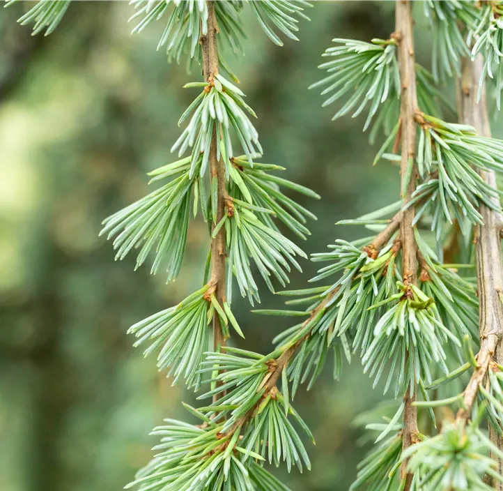 Hängende Blauzeder 'Glauca Pendula'