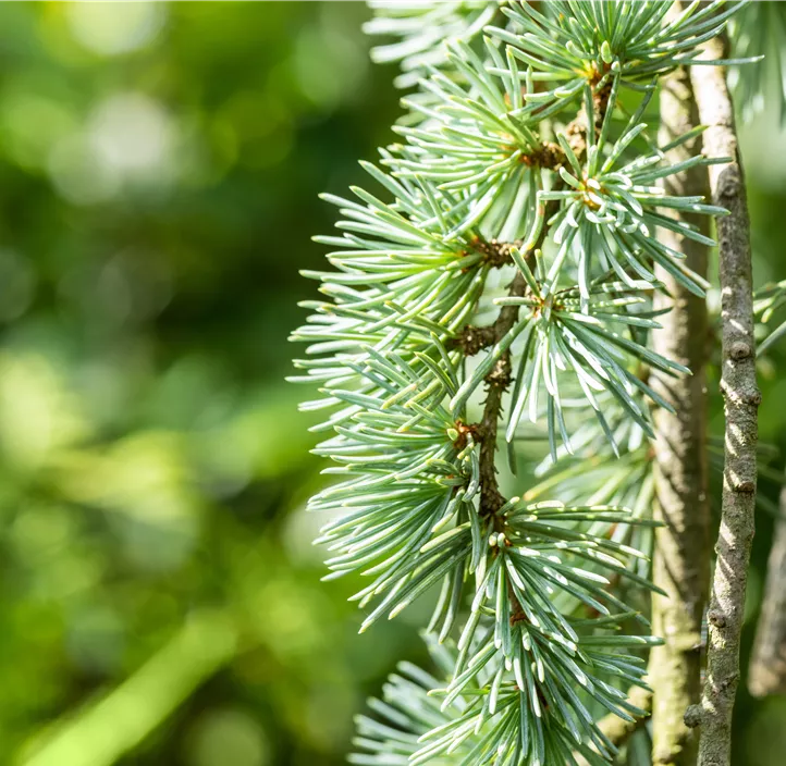 Hängende Blauzeder 'Glauca Pendula'