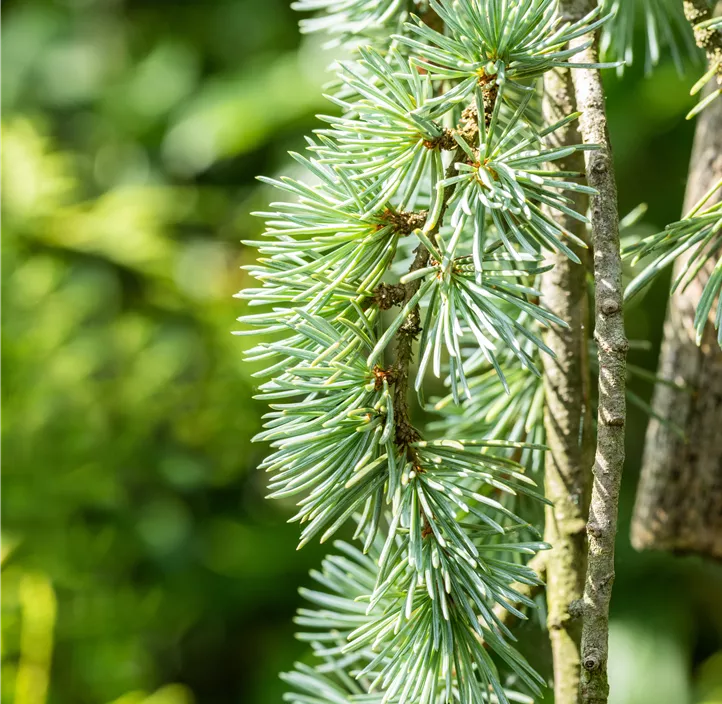 Hängende Blauzeder 'Glauca Pendula' Spalierform