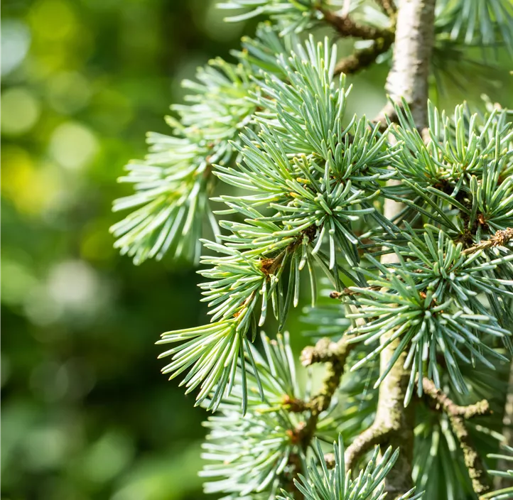 Hängende Blauzeder 'Glauca Pendula' Spalierform