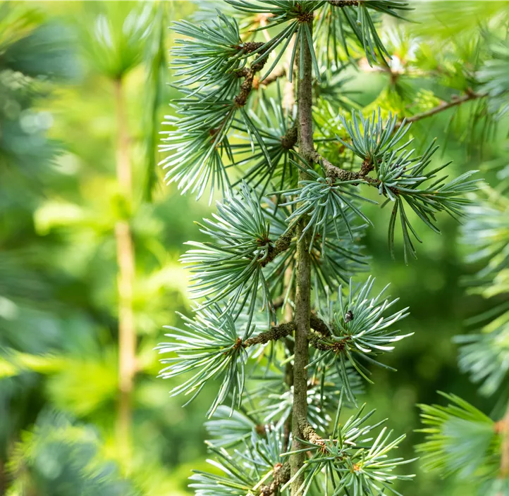 Hängende Blauzeder 'Glauca Pendula' Spalierform