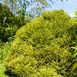 Cryptomeria Japonica Globosa Nana