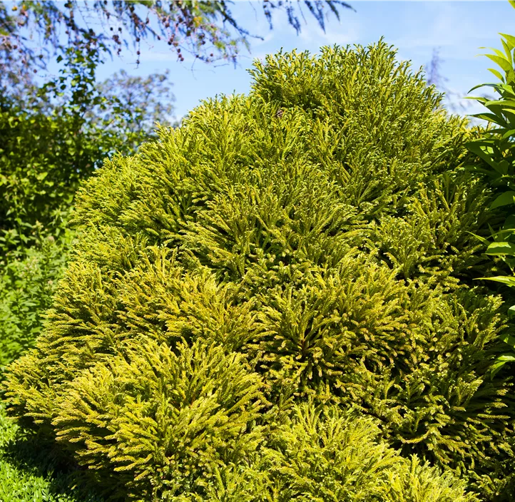 Kleine Sicheltanne 'Globosa Nana'