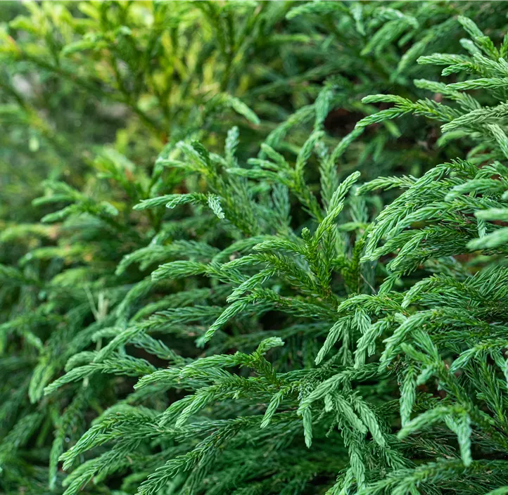 Kleine Sicheltanne 'Globosa Nana'