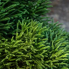 Cryptomeria japonica 'Little Champion'