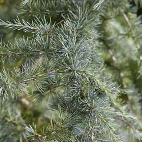 Cedrus deodara