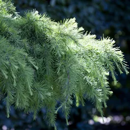 Cedrus deodara (Keltischer Baumkreis)