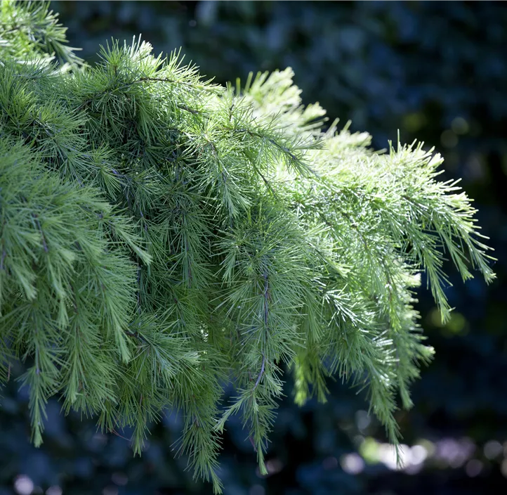 Hänge-Himalaya-Zeder 'Pendula'