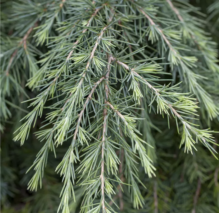 Himalaya-Zeder 'Feelin´ Blue' Bonsai